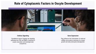 Oocyte Development PPT Sample ACP Engaging Informative