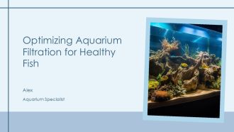 Optimizing Aquarium Filtration For Healthy Fish PPT Information AT