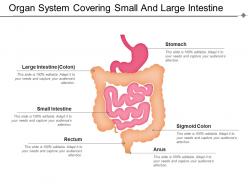 Organ system covering small and large intestine