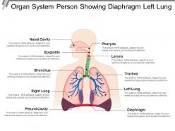 Organ system person showing diaphragm left lung