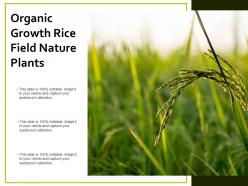 Organic growth rice field nature plants