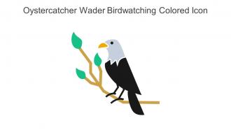 Oystercatcher Wader Birdwatching Colored Icon In Powerpoint Pptx Png And Editable Eps Format