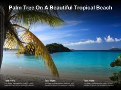 Palm tree on a beautiful tropical beach