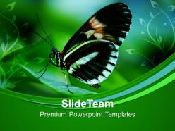 Papilio butterfly on leaves nature powerpoint templates ppt themes and graphics 0213