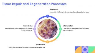Pathophysiology Of Inflammation And Cellular Injury Explained PPT Information AT Adaptable Good