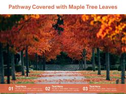 Pathway covered with maple tree leaves