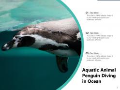 Penguin African Standing Beach Aquatic Animal Emperor