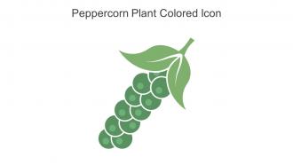 Peppercorn Plant Colored Icon In Powerpoint Pptx Png And Editable Eps Format