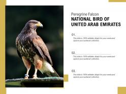 Peregrine falcon national bird of united arab emirates