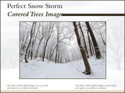 Perfect snow storm covered trees image