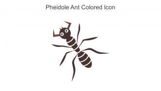 Pheidole Ant Colored Icon In Powerpoint Pptx Png And Editable Eps Format