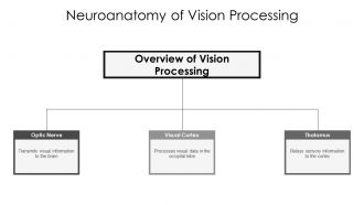 Physiology Of Eye Anatomy PPT Information AT Aesthatic Good