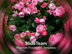 Pink Rose Nature Powerpoint Templates Ppt Themes And Graphics 0113