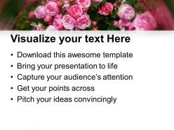 Pink rose nature powerpoint templates ppt themes and graphics 0113