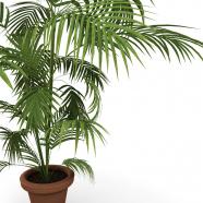 Plant graphic on white background stock photo