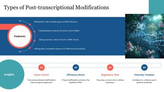 Post Transcriptional Modifications Regulate Gene Expression PPT Example AT Images Slides