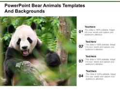 Powerpoint bear animals templates and backgrounds