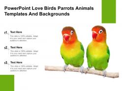 Powerpoint love birds parrots animals templates and backgrounds