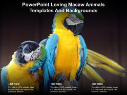 Powerpoint loving macaw animals templates and backgrounds