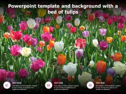 Powerpoint template and background with a bed of tulips