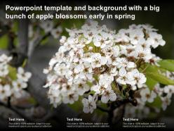 Powerpoint template and background with a big bunch of apple blossoms early in spring