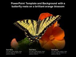 Powerpoint template and background with a butterfly rests on a brilliant orange blossom