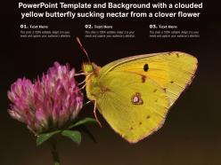 Powerpoint template and background with a clouded yellow butterfly sucking nectar from a clover flower