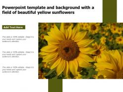 Powerpoint template and background with a field of beautiful yellow sunflowers