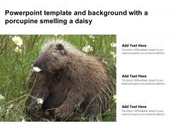 Powerpoint template and background with a porcupine smelling a daisy