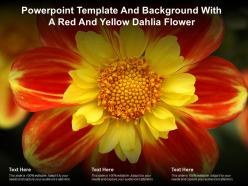 Powerpoint template and background with a red and yellow dahlia flower
