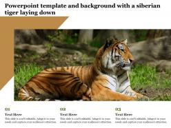 Powerpoint template and background with a siberian tiger laying down