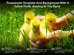 Powerpoint template and background with a yellow fluffy gosling in the hand