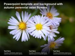 Powerpoint template and background with autumn perennial aster flowers