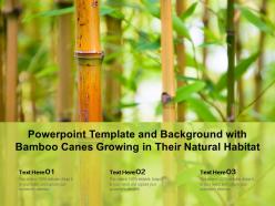 Powerpoint template and background with bamboo canes growing in their natural habitat