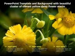 Powerpoint template and background with beautiful cluster of vibrant yellow daisy flower macro