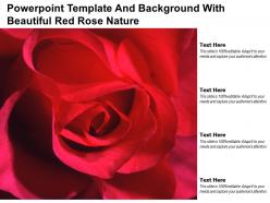 Powerpoint template and background with beautiful red rose nature