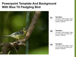 Powerpoint template and background with blue tit fledgling bird