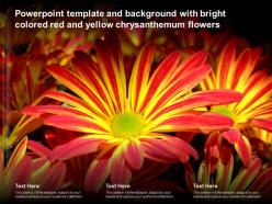 Powerpoint template and background with bright colored red and yellow chrysanthemum flowers