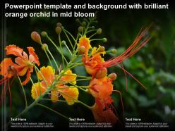 Powerpoint template and background with brilliant orange orchid in mid bloom