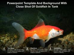 Powerpoint Template And Background With Close Shot Of Goldfish In Tank