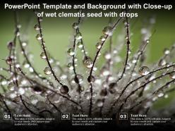 Powerpoint template and background with close up of wet clematis seed with drops