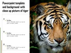 Powerpoint Template And Background With Close Up Picture Of Tiger