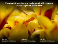 Powerpoint template and background with close up picture of yellow tulip flower