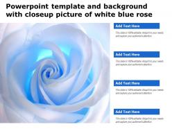 Powerpoint Template And Background With Closeup Picture Of White Blue Rose