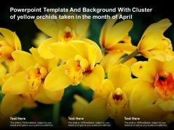 Powerpoint template and background with cluster of yellow orchids taken in the month of april
