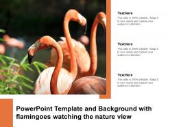 Powerpoint template and background with flamingoes watching the nature view