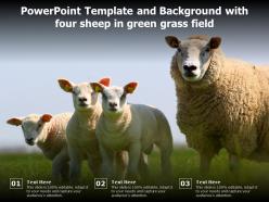 Powerpoint template and background with four sheep in green grass field