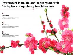 Powerpoint template and background with fresh pink spring cherry tree blossoms