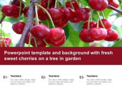 Powerpoint template and background with fresh sweet cherries on a tree in garden