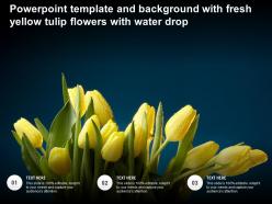 Powerpoint template and background with fresh yellow tulip flowers with water drop